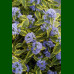 Caryopteris x clandonensis Summer Sorbet - Kariopteris Summer Sorbet
