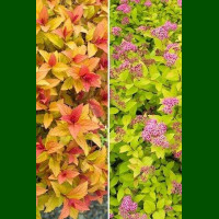 Spirea japonica Goldflame - Japanska spirea Goldflame