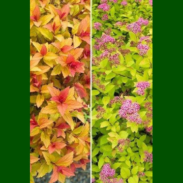 Spirea japonica Goldflame - Japanska spirea Goldflame