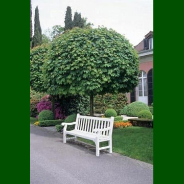 Acer platanoides Globosum - Kuglasti javor