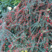 Cotoneaster horizontalis - Baštenska dunjarica