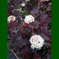Physocarpus opulifolius Diabolo - Fizokarpus Diabolo