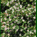Cotoneaster dammeri Coral Beauty - Polegla dunjarica
