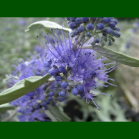 Caryopteris x clandonensis Sterling Silver - Kariopteris Sterling Silver