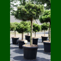 Pinus nigra Brepo - Bor na štapu