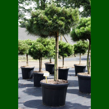 Pinus nigra Brepo - Bor na štapu