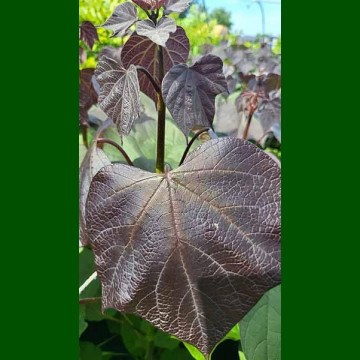 Catalpa Erubescens Purpurea - Crvenolisna katalpa