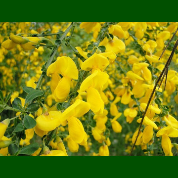 Cytisus Allgold - Citisus Allgold