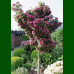 Crataegus laevigata Paul s Carlet - Cvetni glog Paul s Carlet