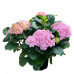 Hydrangea macrophylla Florentina - Hortenzija Florentina