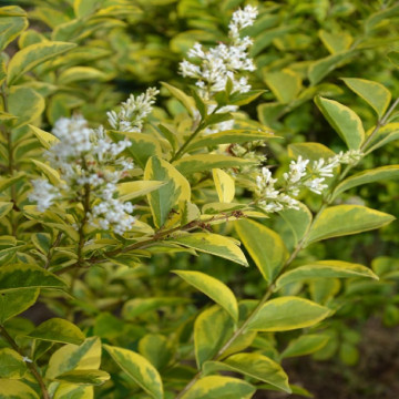 Ligustrum ovalifolium Aureum - Šarenolisna kalina