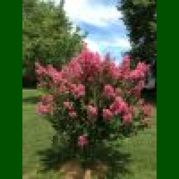 Crepe myrtle Zuni 