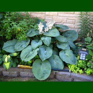 Hosta sieboldiana  Elegans 