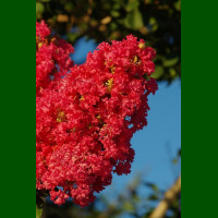 Lagerstroemia indica Red Rocket - Indijski jorgovan Red Rocket