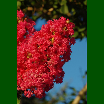 Lagerstroemia indica Red Rocket - Indijski jorgovan Red Rocket