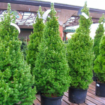 Picea glauca Conica - Patuljasta smrča