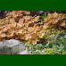 Heuchera Caramell - Hojhera Caramell