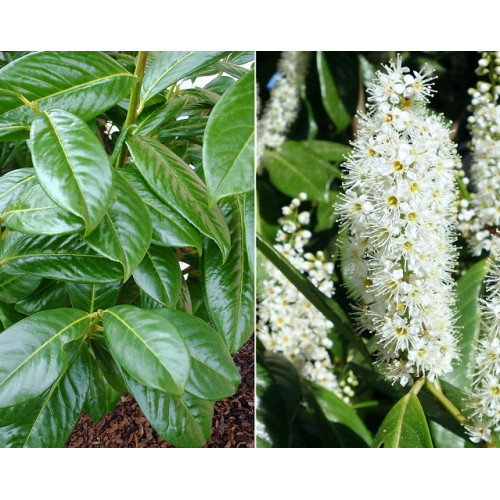 Prunus laurocerasus Novita - Lovor višnja Novita