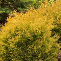 Thuja occidentalis Rheingold - Kuglasta tuja Rheingold