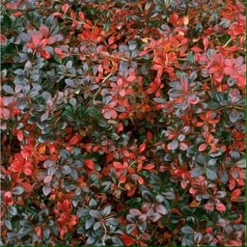 Berberis media Red Jewel - Berberis Red Jewel