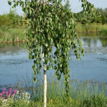 Betula utilis Long Trunk - Himalajska breza Long Trunk