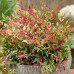 Nandina domestica Red Light - Nandina Red Light