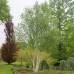 Betula utilis Doorenbos - Himalajska breza Doorenbos