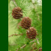 Larix decidua - Evropski ariš