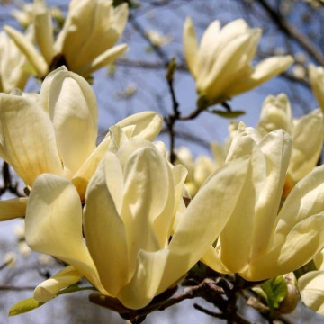 Magnolia Yelow Lantern - Magnolija Yelow Lantern