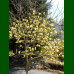 Magnolia Yelow Lantern - Magnolija Yelow Lantern