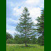 Larix decidua - Evropski ariš