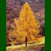 Larix decidua - Evropski ariš