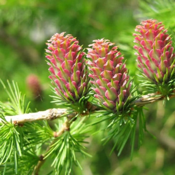 Larix decidua - Evropski ariš
