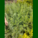 Larix decidua - Evropski ariš