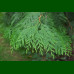 Thuja Plicata Aurea - Giganska tuja Aurea