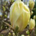 Magnolia Yelow Lantern - Magnolija Yelow Lantern