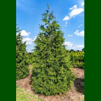 Thuja Plicata Aurea - Giganska tuja Aurea
