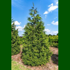 Thuja Plicata Aurea - Giganska tuja Aurea