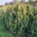 Thuja Plicata Aurea - Giganska tuja Aurea