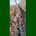 Salix Gracilistyla Mount Aso - Japanska crvena vrba