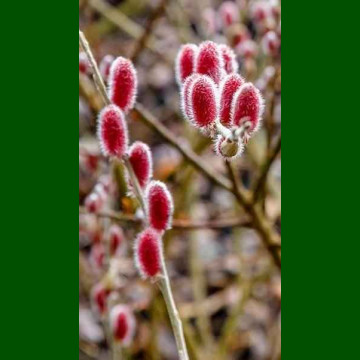 Salix Gracilistyla Mount Aso - Japanska crvena vrba