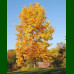 Liriodendron tulipifera-Tulipanovac