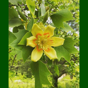 Liriodendron tulipifera-Tulipanovac