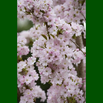 Prunus serrulata Amanogawa - Stubasta japanska trešnja