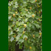 Liriodendron tulipifera-Tulipanovac