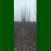 Populus Simonii Fastigiata - Stubasta kineska topola