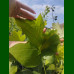 Liriodendron tulipifera-Tulipanovac