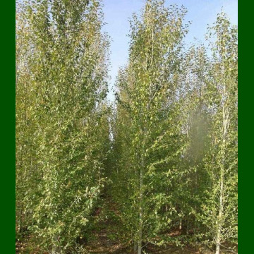 Populus Simonii Fastigiata - Stubasta kineska topola