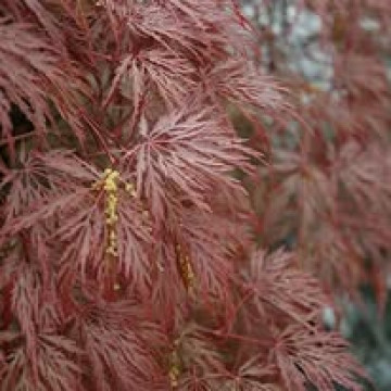 Acer palmatum Inaba Shidare - Japanski javor Inaba Shidare