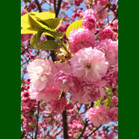 Prunus serrulata Kanzan - Japanska ukrasna trešnja Kanzan